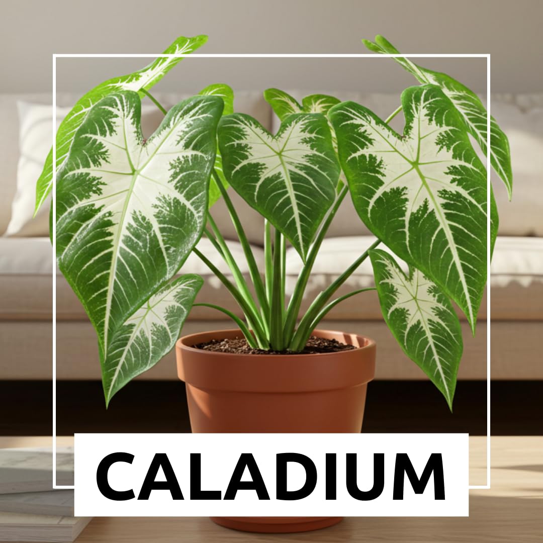 Constellation Caladium Bulbs for Planting - Perennial Hosta, Elephant Ears, Fancy (6 Bulbs)