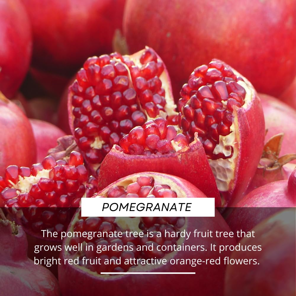 Pomegranate Tree Live Plant, Sweet Pomegranate Plant, 3 Gallon Pot, Ideal for Ornamental and Edible Garden, No Ship to CA
