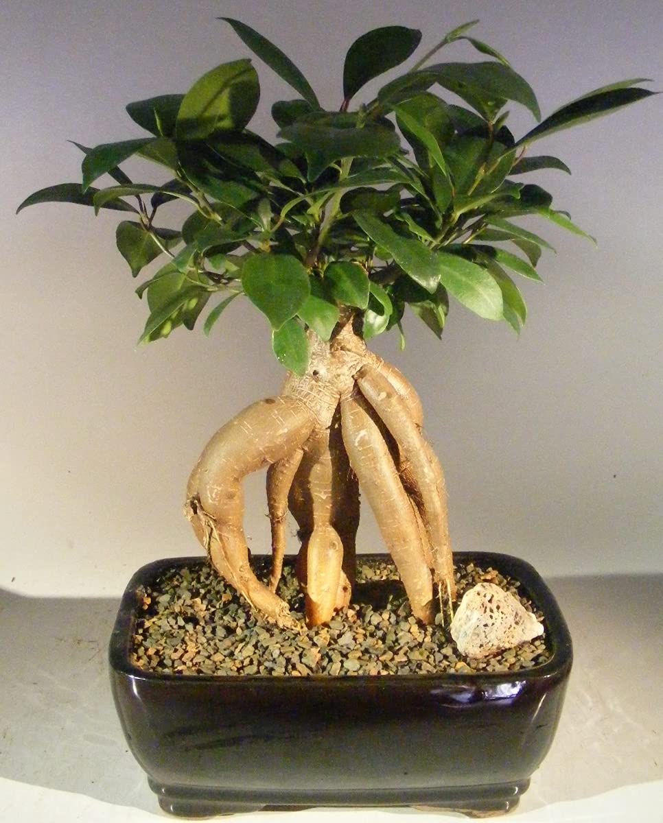 Bonsai Boy b1182 Ginseng Ficus Bonsai Tree - Ficus Retusa - Medium