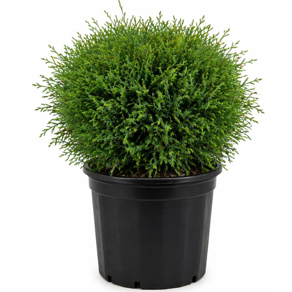 Mr Bowling Ball Live Shrub in Gallon Pot, 12-18 Inch Tall, Dwarf Arborvitae Shrub, Low Maintenance, Easy Care Evergreen Trees Live Plants for Garden Beds & Landscape