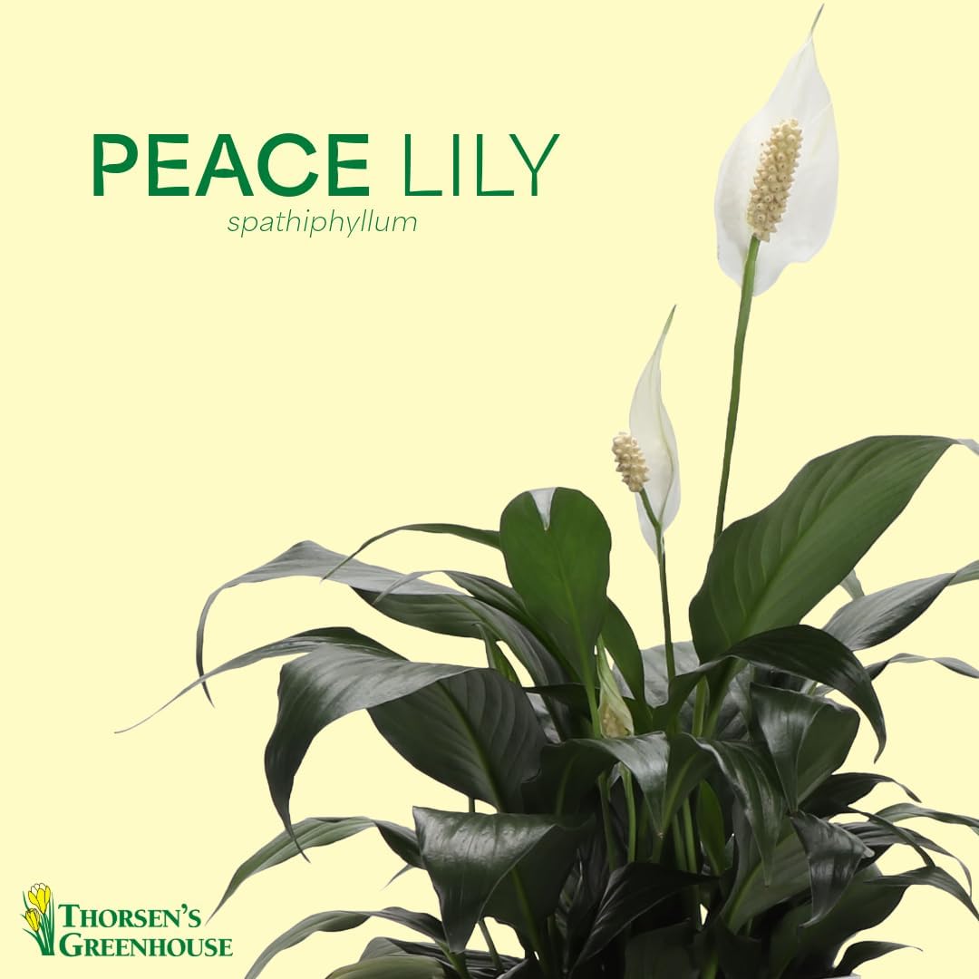 Live Peace Lily Plant, Spathyphylum, Low Light, Live Indoor Plant, 4" Diameter Pot