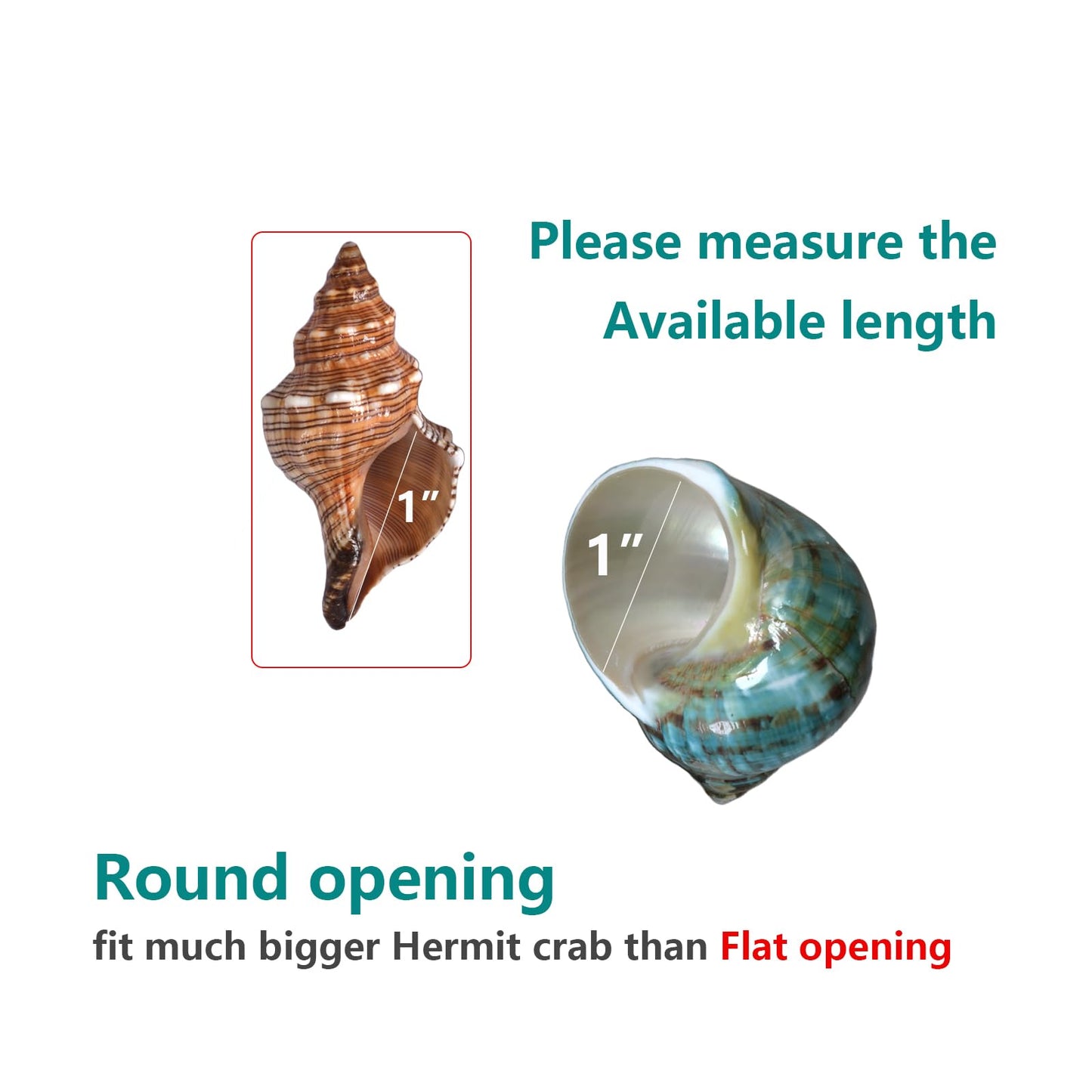 2pcs Medium Hermit Crab Shells, M Size Opening 1", Natural Sea Conch, Turbo Seashells for Hermit Crab Supplies and Beach Aquarium Decoration Sea Shell (2pcs Green, M)