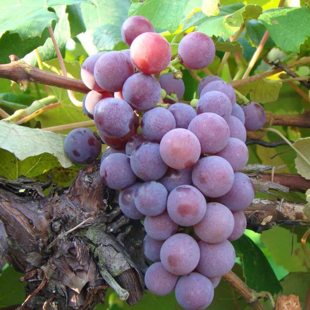 Grape Vine Plant Live for Planting Outdoors, Grape Plant Live Grape Tree to Grow 1-2 Years Old Well-Rooted, Black Grape Fruit Tree Live Plant (Red Grape)