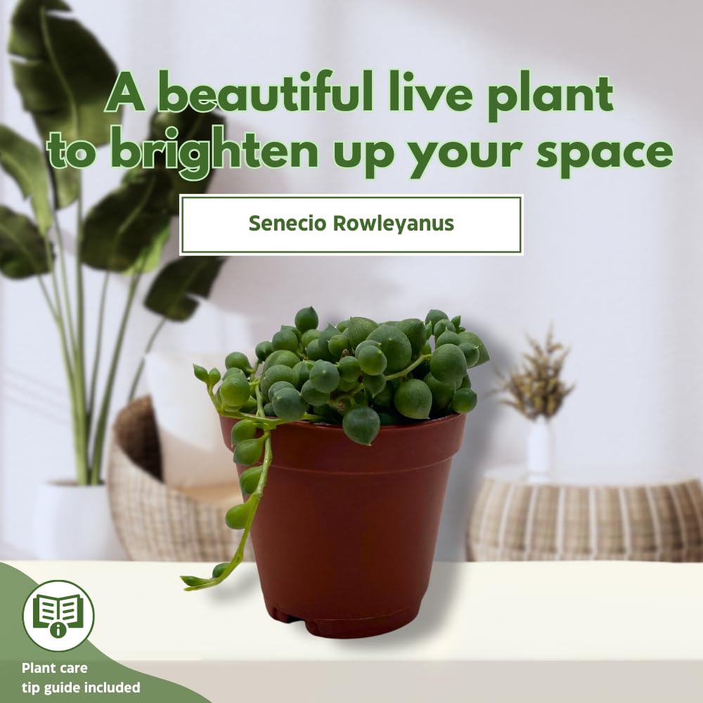 BubbleBlooms String of Pearls, Beads, peas Senecio rowleyanus Curio Rosary Plant in 2 inch Pot