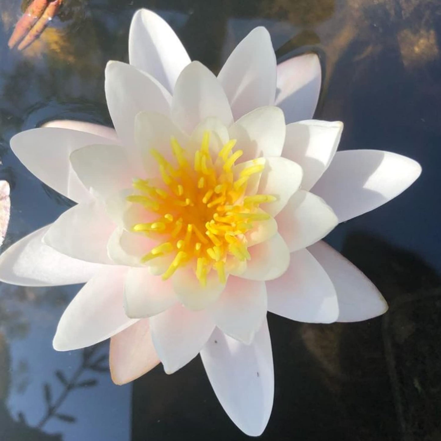 Mainam White Nymphaea Colossea Live Aquarium Plant Hardy Water Lilies Tuber for Freshwater Fish Pond Balcony
