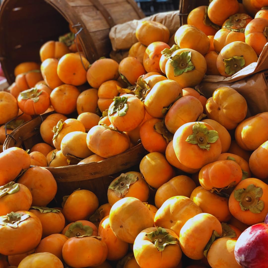 American Persimmon Trees Live Plants, 10-15" Tall, Zone 4-9, Perennial Outdoor Planting, Cold Hardy