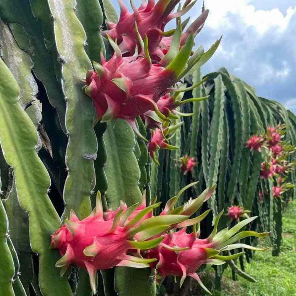 2 Baby Dragon Fruit Tree Live Plant, 4 to 7 Inc, Live Dragon Fruit Plant, Sweet Fruit Plant Outdoor Garden