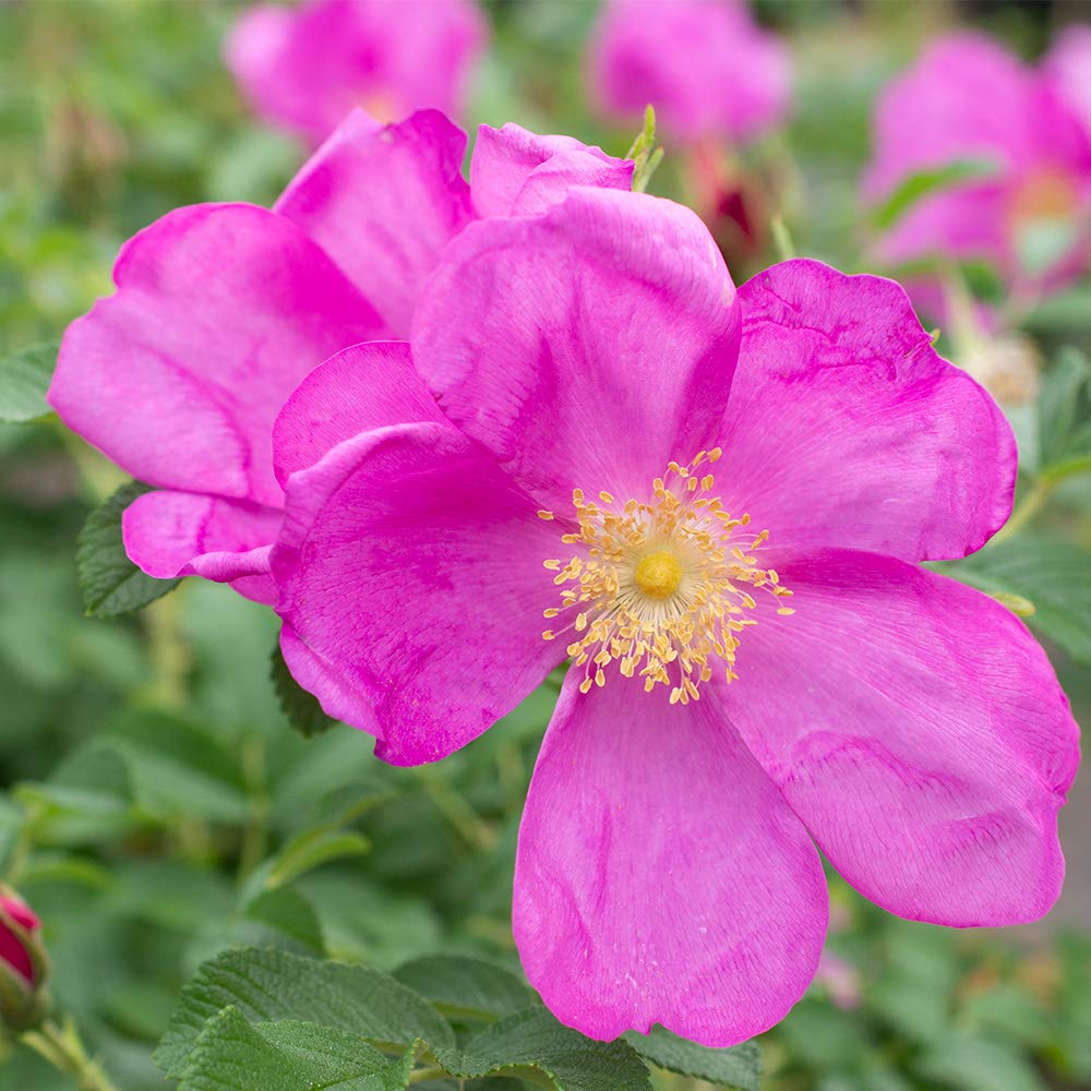 Heirloom Roses Rose Plant - Raspberry Rugostar® Pink Rose Bush, Rugosa Live Plant for Planting Outdoors