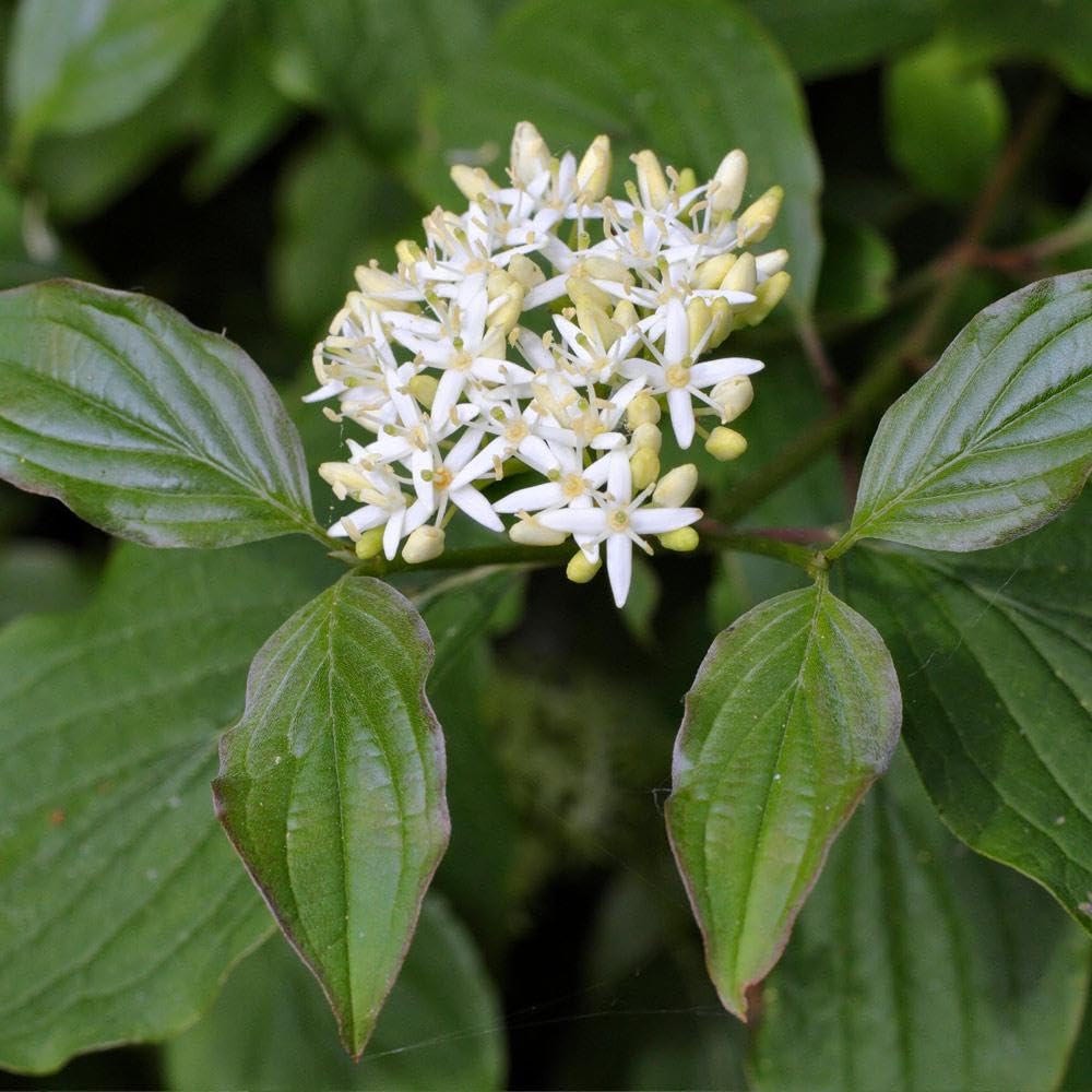 Brighter Blooms - Red Twig Dogwood Shrub, 1 Quart - No Shipping to AK, AZ, FL, HI