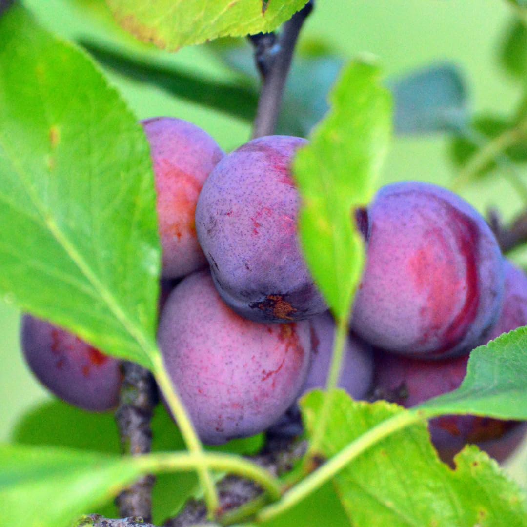Methley Plum Tree Live Plant in 3 Gallon Pot, 2–3 Feet Tall Plum Fruit Tree for Outdoor Garden or Backyard Growing, No CA
