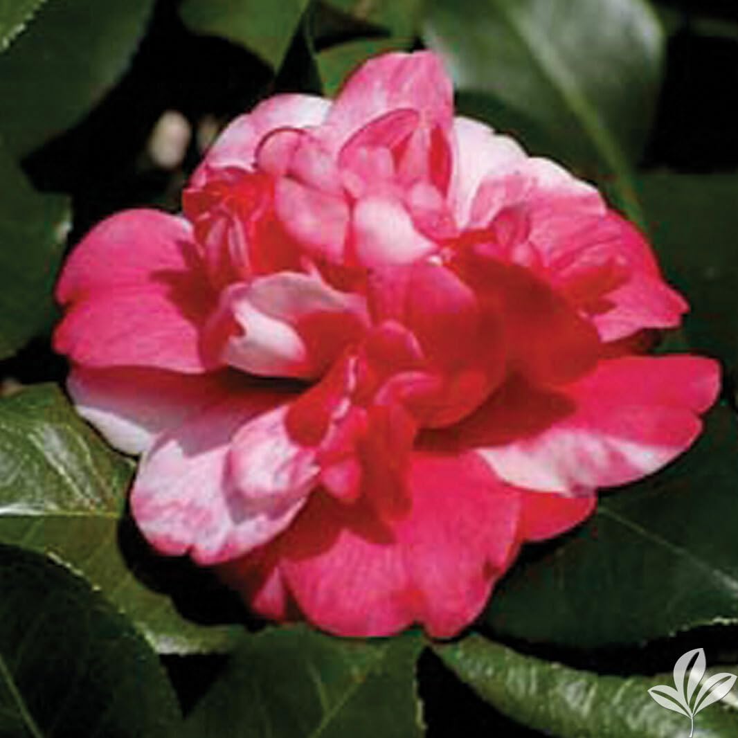 Live Plant - Governor Mouton - Bicolor Bloom - Camellia Japonica-Live Starter Plant