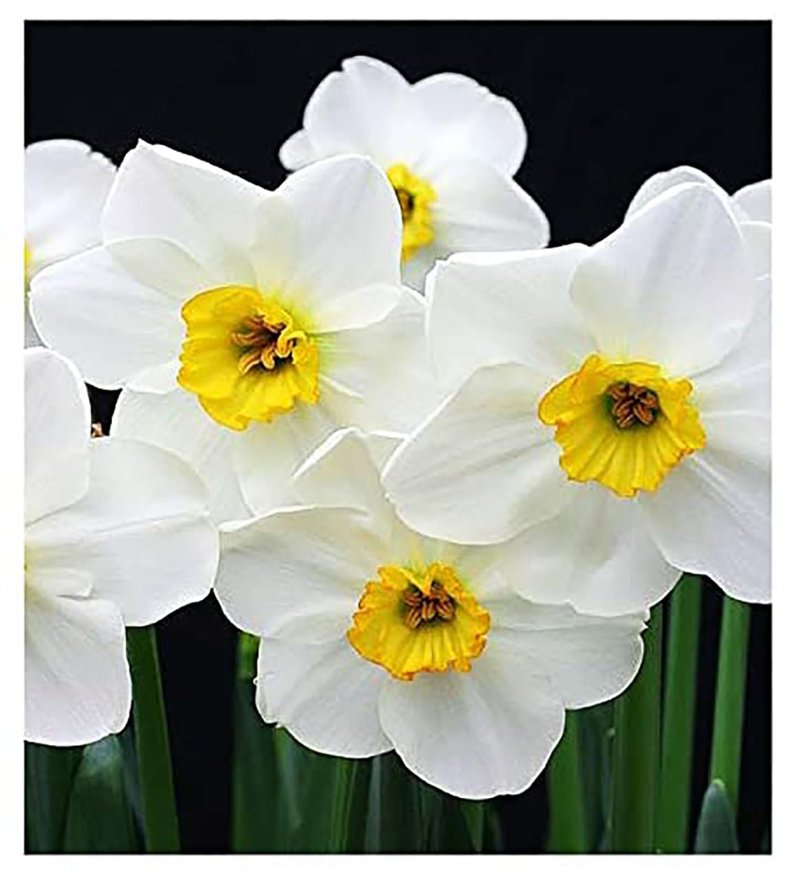 10 Merlin Narcissus Bulbs - TOP Size Daffodil Bulbs