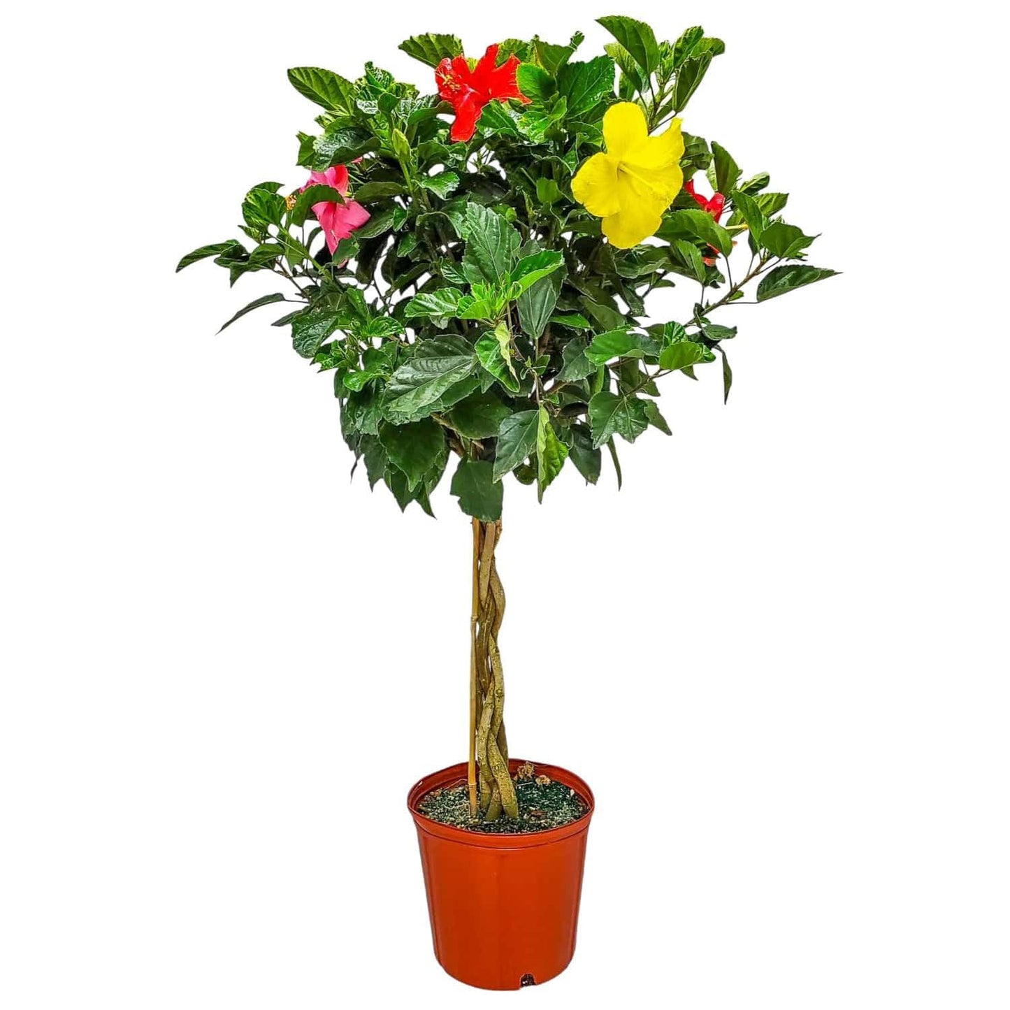 Braided Hibiscus Tree - Mixed (3 to 4 Flower Colors) - Overall Height 36" to 42" - Tropical Plants of Florida