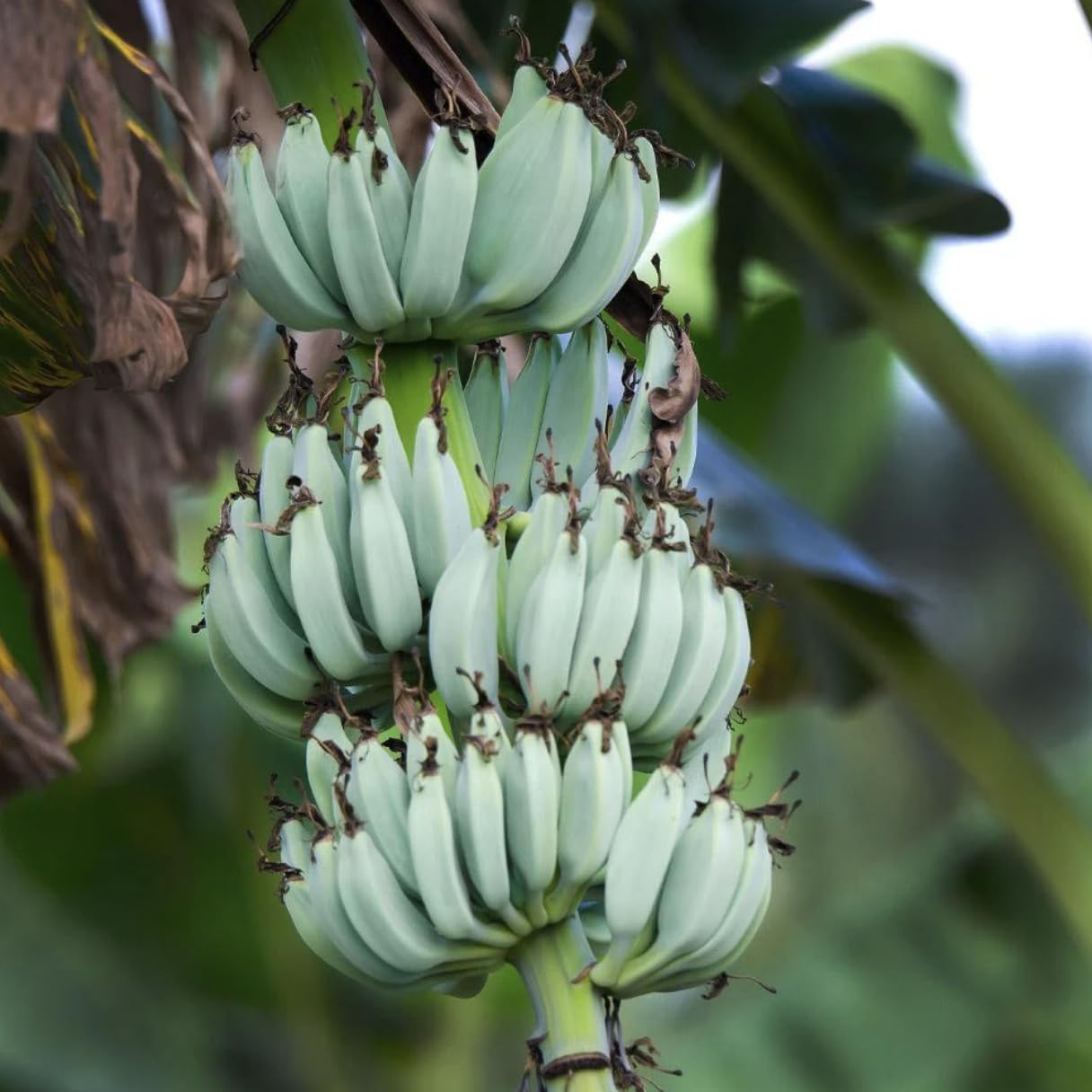 Generic Blue Java Banana Tree - Ice Cream Banana Plant - Live Starter Fruit Tree - Blue Banana Tree Plant - Banana Tree Live, Green
