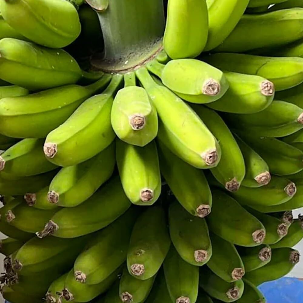 Live Plant - Banana