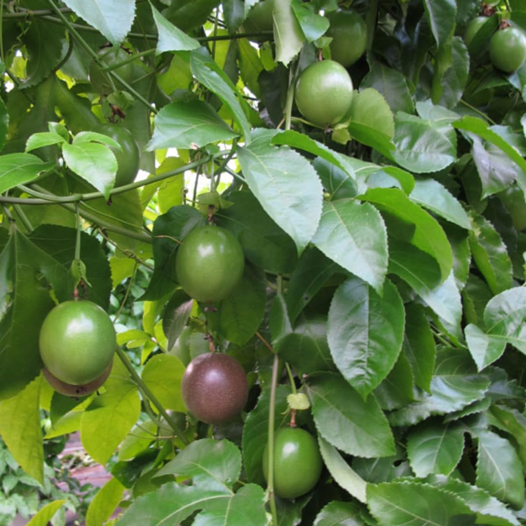 Purple Passion Fruit Plants Live, Live Passion Fruit Vine Plants, 4 to 6 Inches Tall, Passion Plant