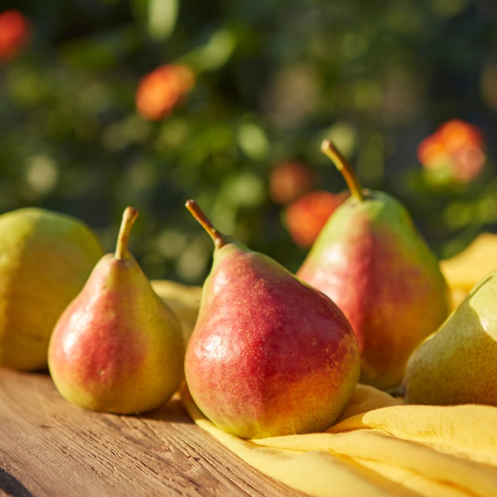 Pear Tree Live Plant, Pear Plant Live, 8-12 Inc Tall, Sweet Fruit Tree for Patio or Indoor, Outdoor Garden