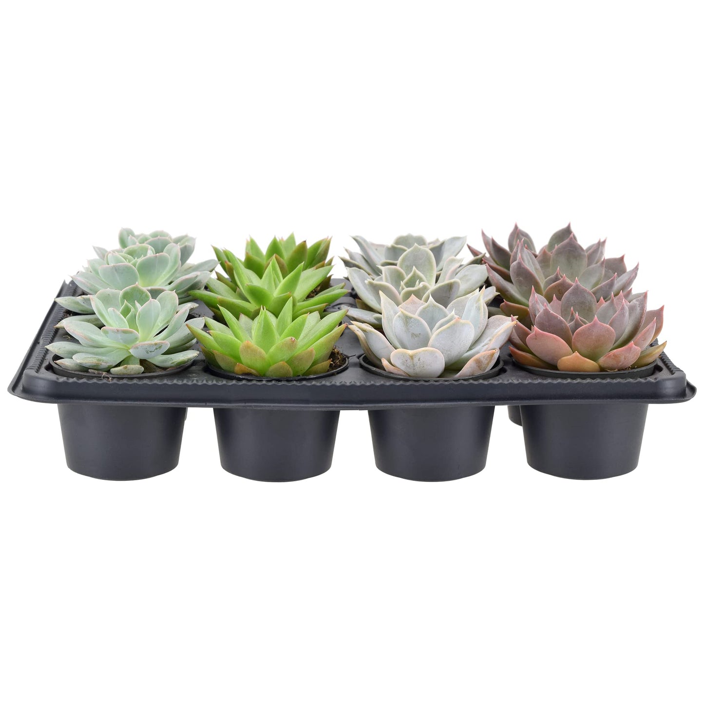 Arcadia Garden Products Live Assorted Mini Succulents in 2 in. Grower Pot, 12-Pack, Green (LV66) ***Cannot Ship to Hawaii***