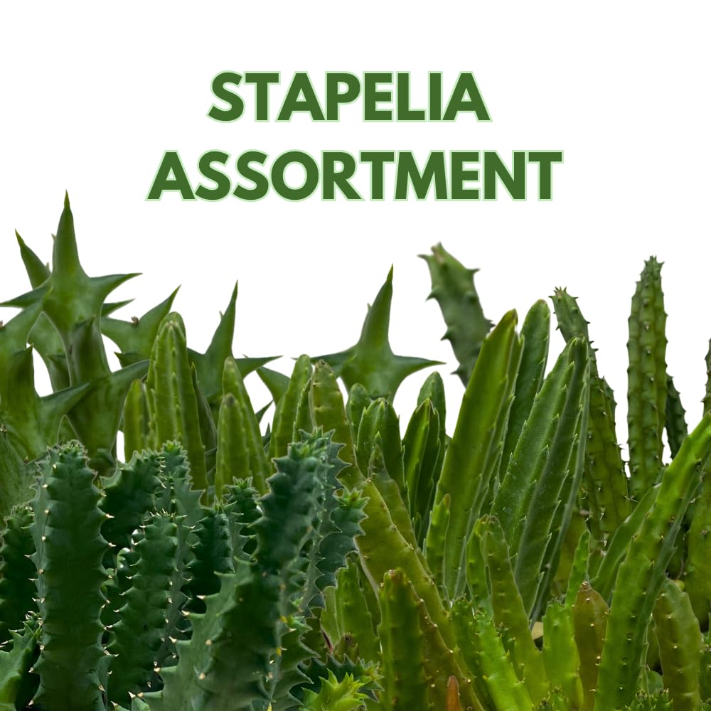 BubbleBlooms Huernia Stapelia Assortment 3 Different stapelias in 4 inch pots Grower's Choice May Include Lifesaver, Red Dragon, Black Bells