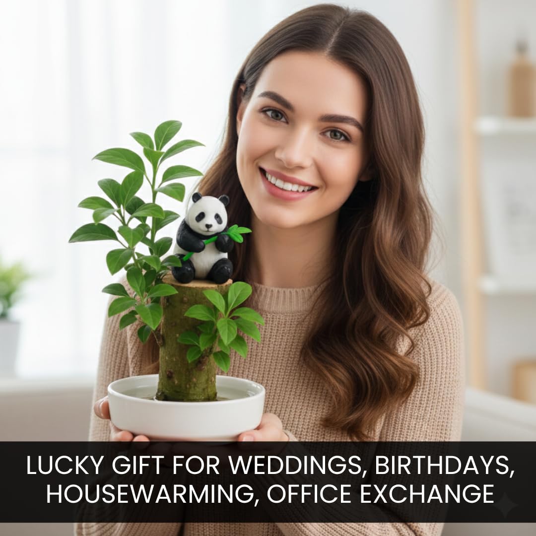 CZ Grain Lucky Office Desk Planter with Panda – Brazilian Willow Wood Tree, Thick Trunk, Fast Sprouting, Modern Desktop Decor - Living Gift - Calming Nature Presence