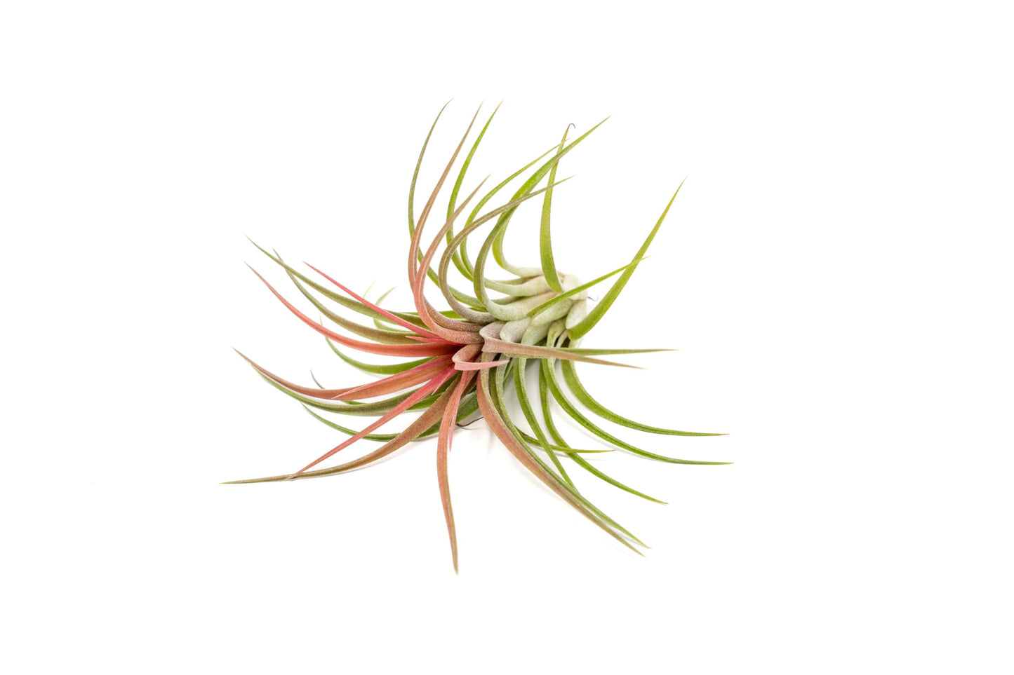 Large Air Plants Ionantha Victoriana 4 to 6 inch - Available in Wholesale and Bulk - Live Succulent House Plants - Home and Garden Decor - Easy Care Indoor and Outdoor Plants (Pack of 1)