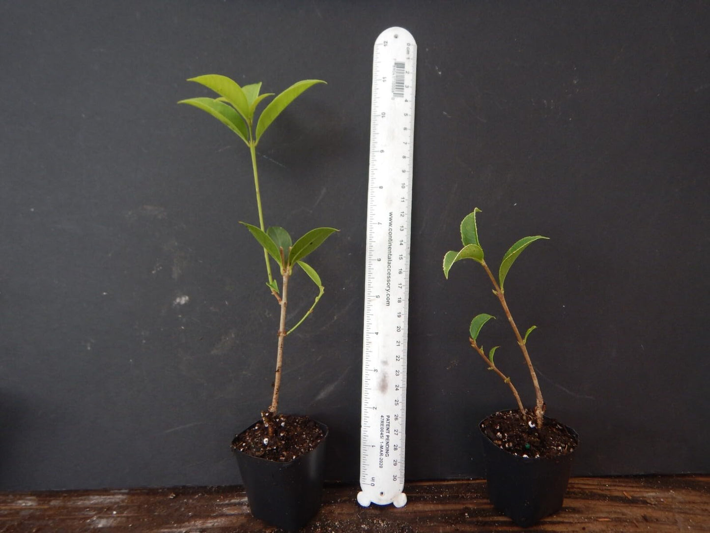 Live Plant - Beni Kin Mokusei Red Sweet Tea Olive Osmanthus Fragrans Rooted Starter Plant