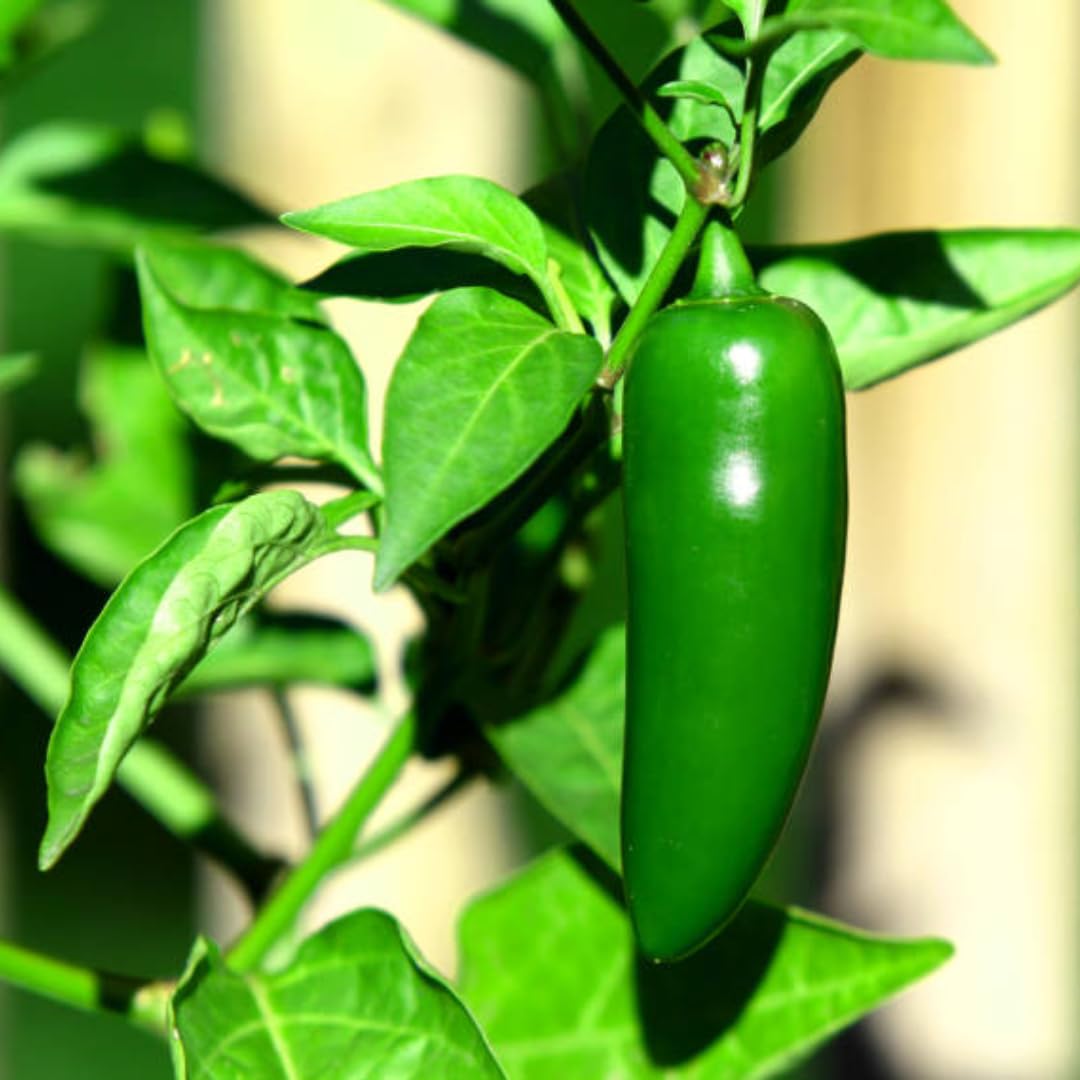Live Jalapeno Pepper Plant in 4 Inch Pot, 4–7 Inch Tall Seedling, Green Chili Pepper Plant for Garden or Container Growing