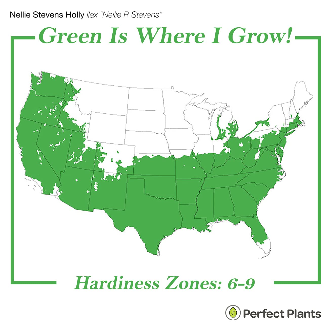 PERFECT PLANTS Nellie Stevens Holly 1 Gal. Pot | Fast Growing Privacy Evergreen| Easy to Maintain, Glossy Green Foliage
