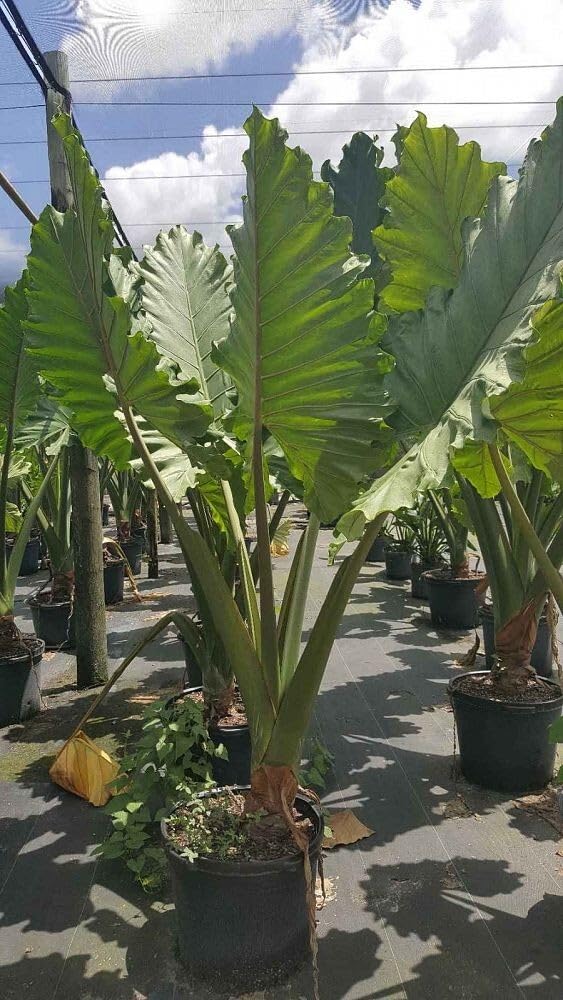 Live Plant - Portora Elephant Ear Alocasia Live Starter Plant Cold Hardy
