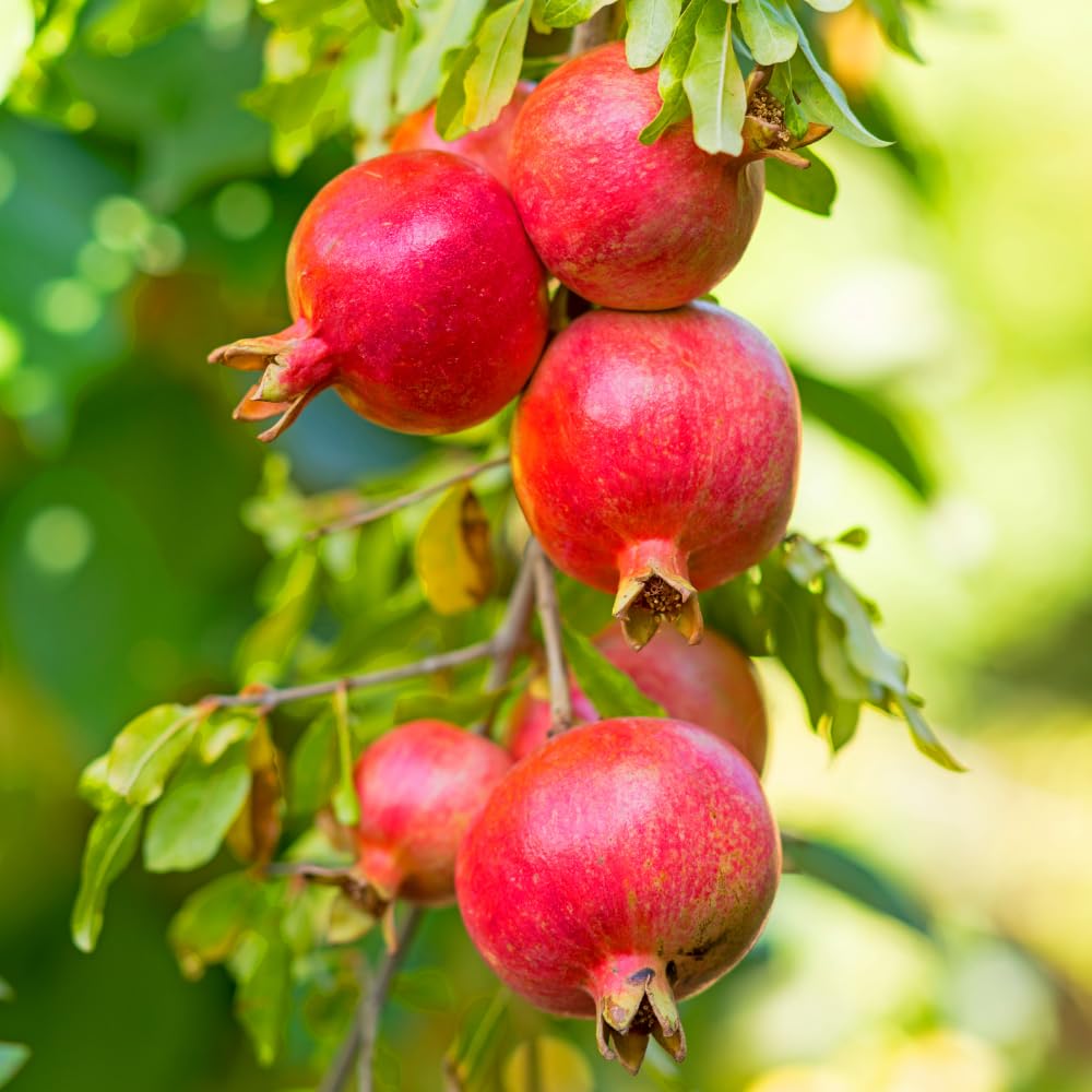 Sweet Pomegranate Live Plant, Pomegranate Tree in 3 Gallon Pot, Red Fruit Tree from 2-3 Feet Tall for Home Garden, No Ship to CA