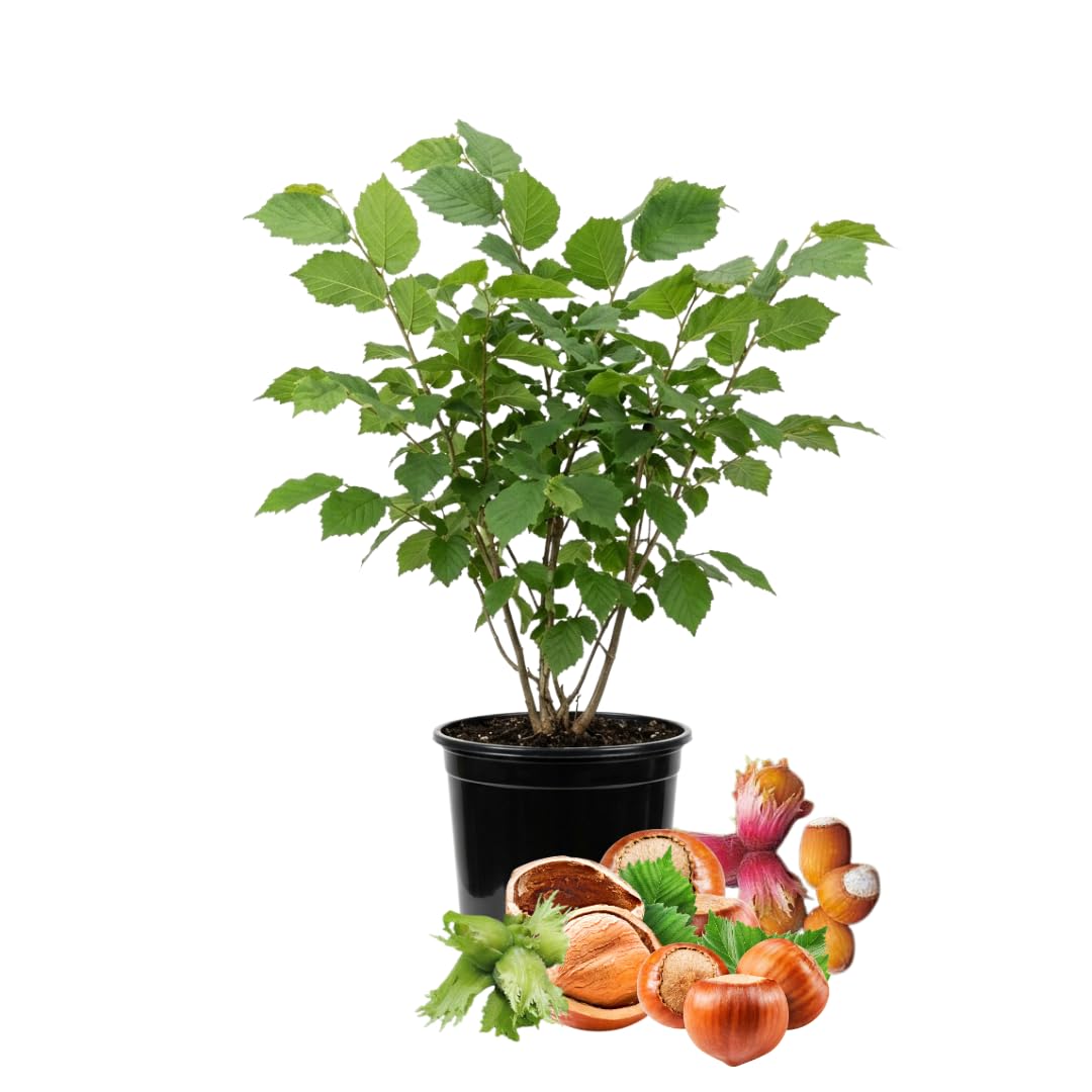 Live Hazelnut Tree Plant 3 Years Old, 2–3 Feet Tall, 3 Gallon Pot, Outdoor Nut Tree for Backyard Orchard and Garden Growing