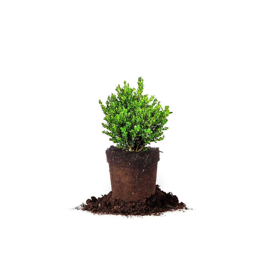 Perfect Plants Wintergreen Boxwood Live Plant, 1 gallon, Includes Care Guide
