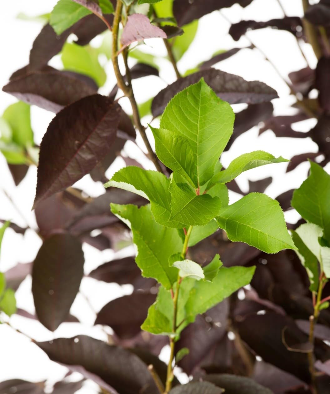 Live Plant - Canada Red Choke Cherry Tree - 8-14" Tall Live Plant, 3" Pot - Prunus virginiana