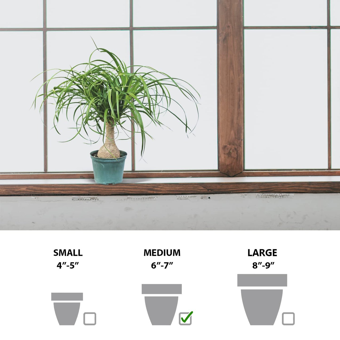 Live Ponytail Palm, Bottle Palm, Elephant Foot Tree, Rare Houseplant, Palm Tree Indoor Potted Plant, Birthday Gift, Housewarming Gift, Christmas Gift in 6" Pot
