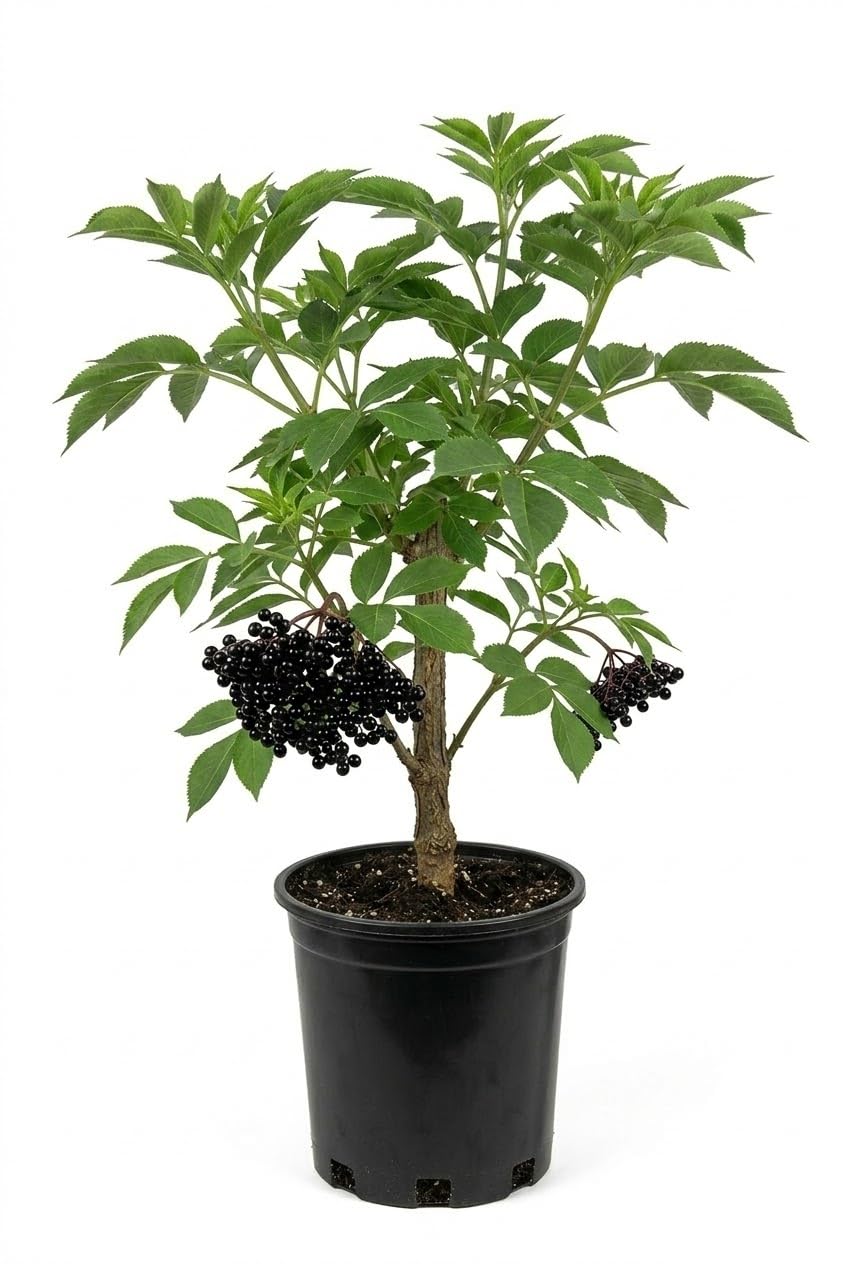 Black Elderberry Bushes Live Plant, Edible Black Elderberries Shrubs for Gardening in Quart Pot, 6-10 Inches