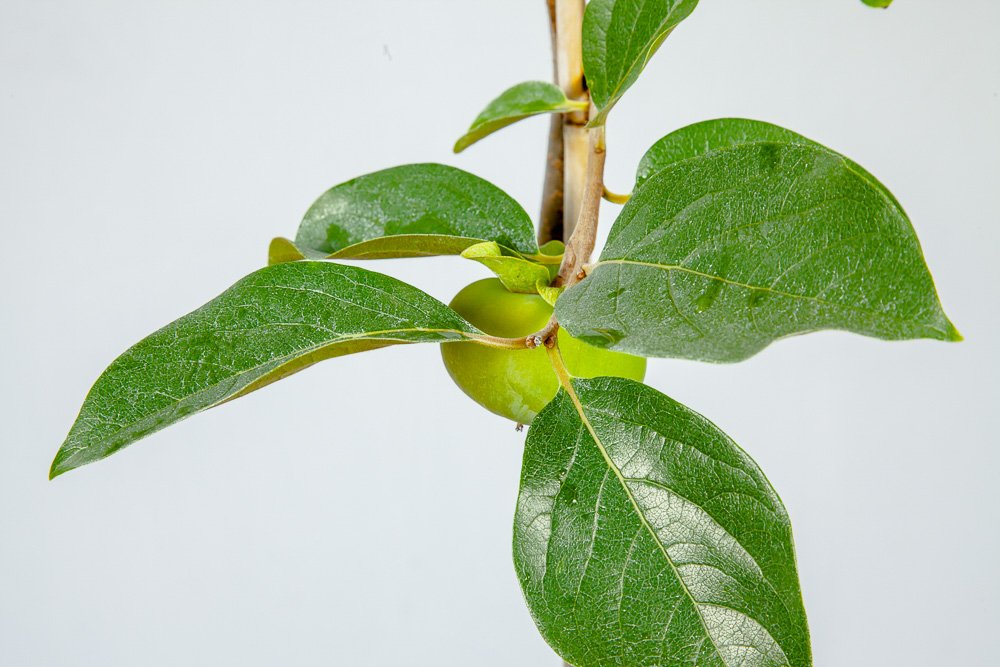 Perfect Plants Fuyu Asian Persimmon Tree Live Plant, Produces Fruit, 3-4 ft, Self-Pollinating