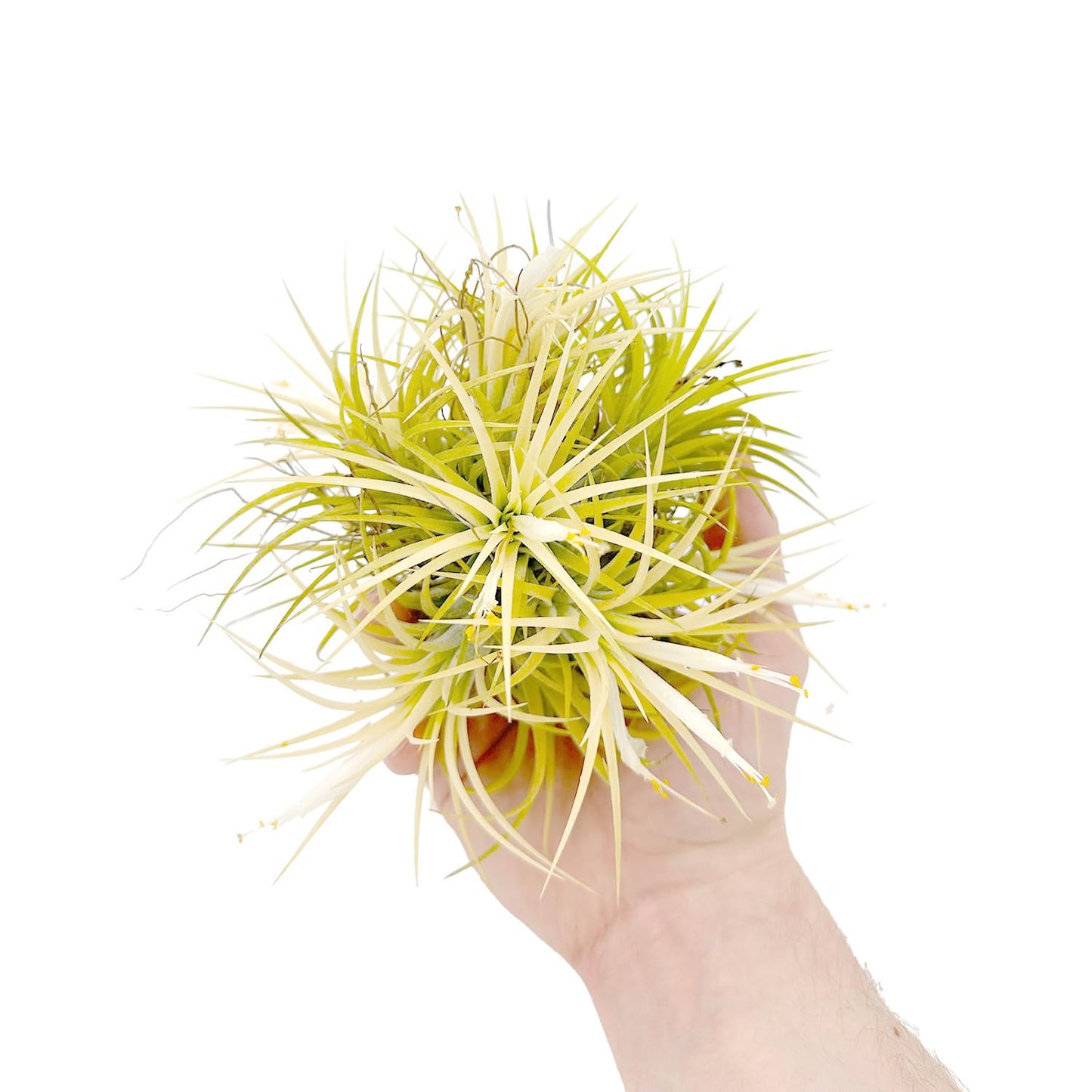 ragnaroc Air Plants - Tillandsia Ionantha Druid Ball, Jumbo 6-9" - 1ct - Live Arrival Guaranteed - House Plants for Home Decor & Gift