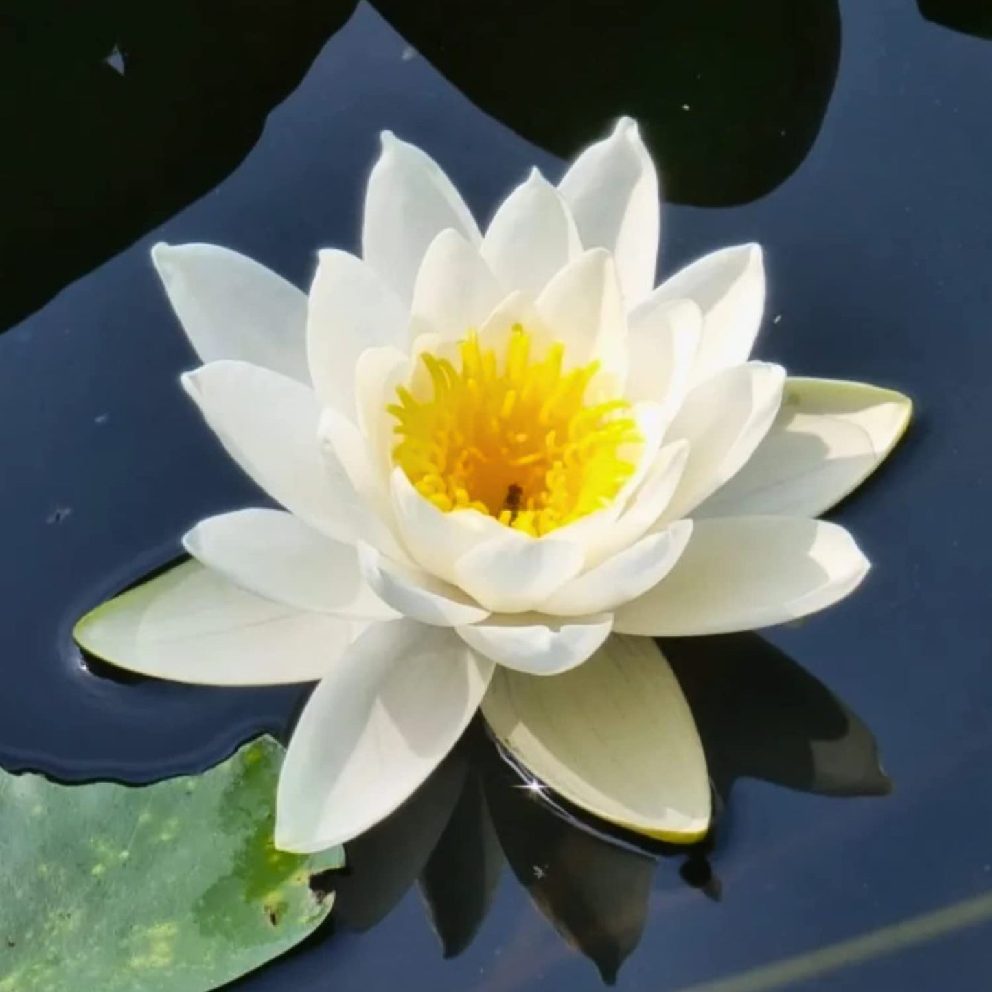3 Pre-Grown Hardy & Tropical Waterlilies Rhizomes Live Tuber in White, Red, Blue Flower for Indoor-Outdoor Pond Decoration