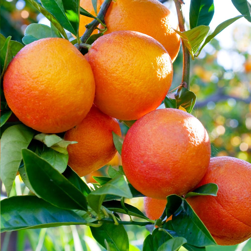 Brighter Blooms - Blood Orange Tree, 1-2 ft. - No Shipping to AK, AL, AZ, CA, FL, GA, HI, LA, MS, OR, TX