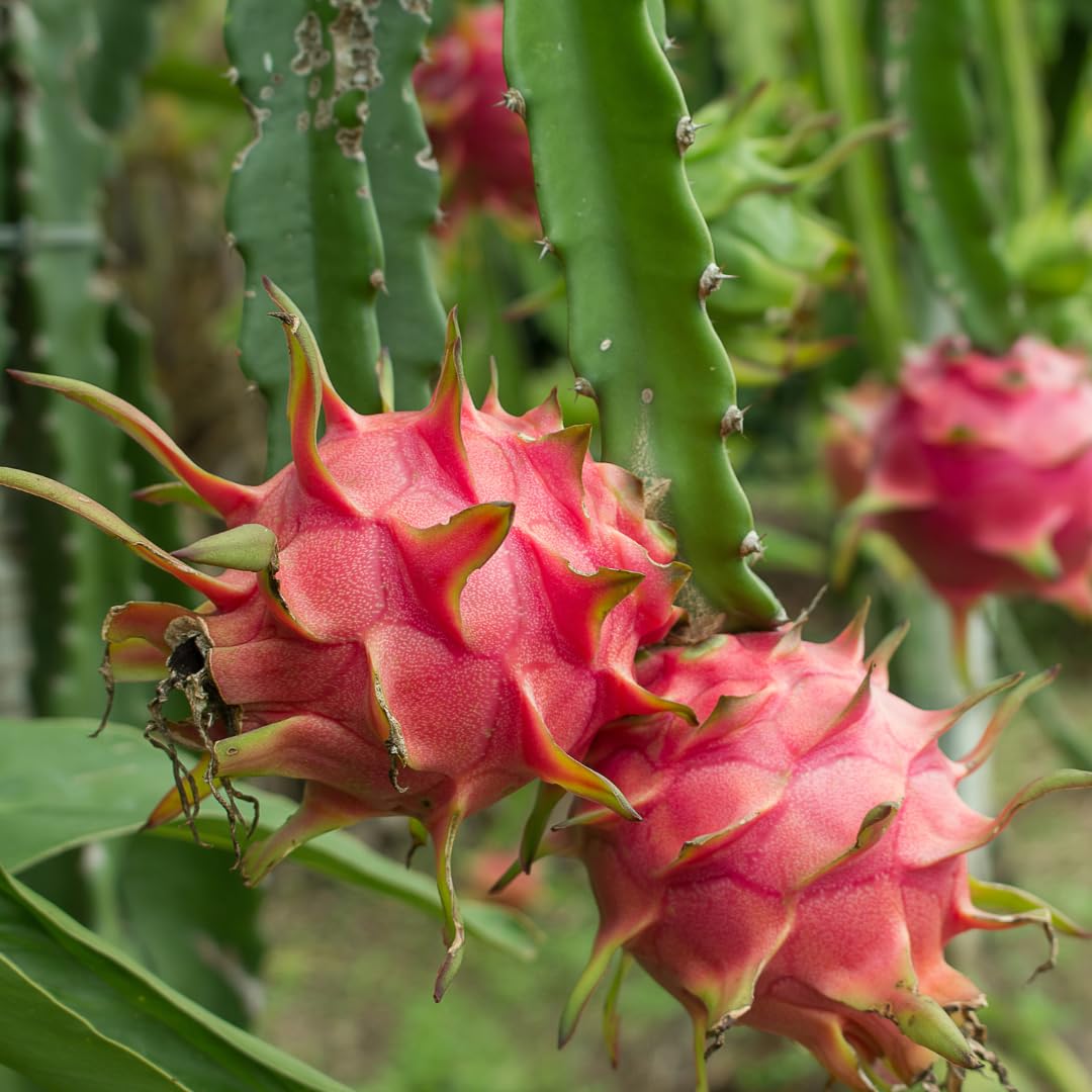 Live Red Dragon Fruit Plant, Tropical Dragon Fruit Vine Plant, 10-12 Inch Tall for Outdoor Planting