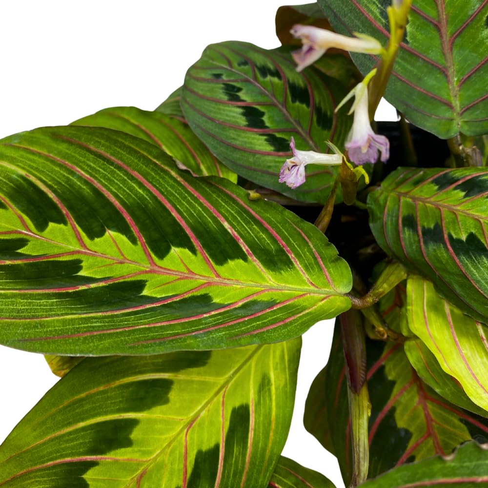 BubbleBlooms Red Veined Prayer Plant Maranta leuconeura in a 4 inch Pot