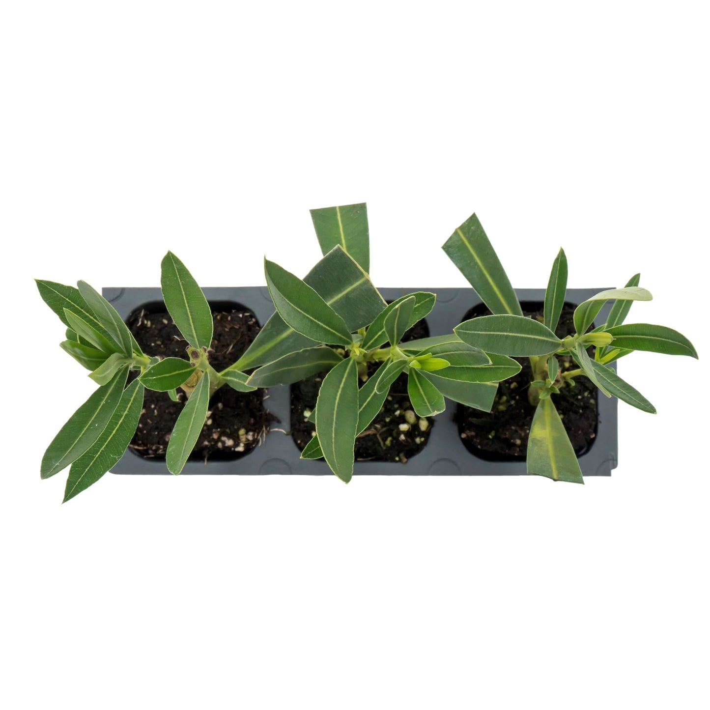 3 White Oleander (Nerium Oleander ‘Sister Agnes’) | Fast-Growing Evergreen Flowering Shrub with Pure White Blooms and Dense Green Foliage | 2.5” Nursery Cubes, Ready-to-Plant Live Starter Plants