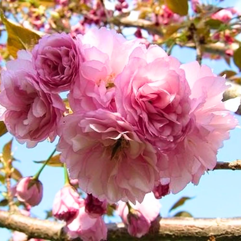 Cherry Blossom Tree Live Plant, 8-12" Tall, Ornamental Flowers for Outdoor Planting, in Pot (Double Pink Cherry)