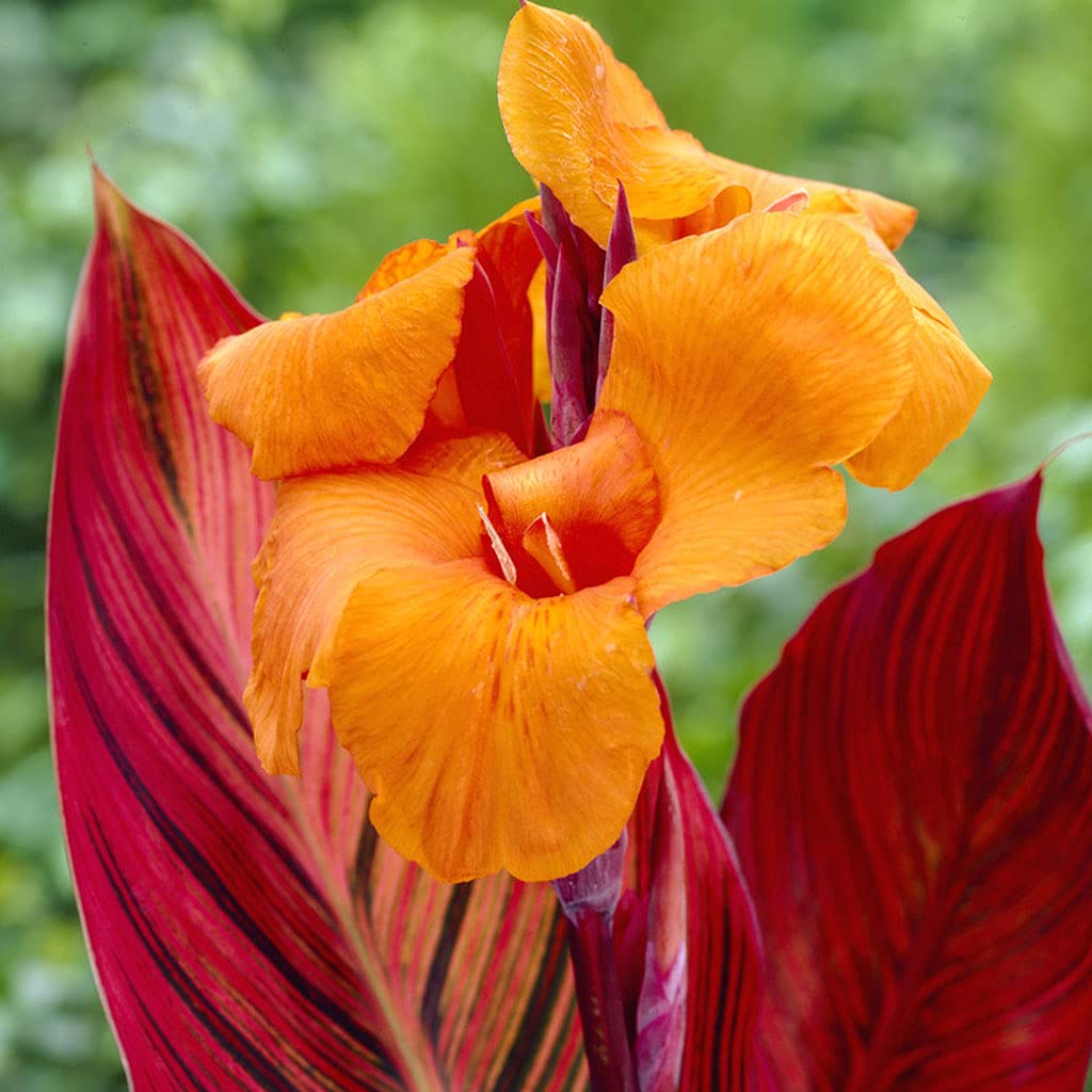 Van Zyverden Phaison Cannas Bulbs (Set of 6), Orange