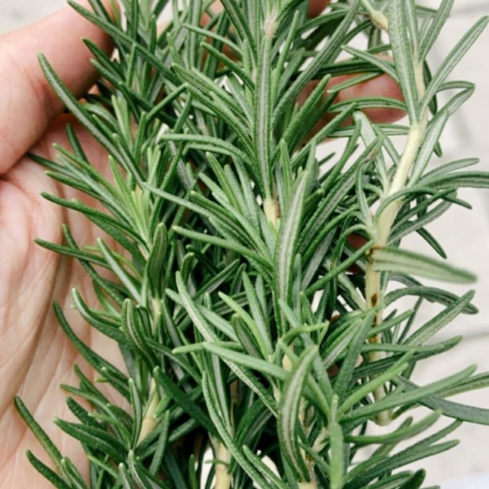 Rosemary Herb Plant Live 6-8'' Tall, Hardy Fragrant Rosemary Plants, Starter Herb in 4'' Pot, Outdoor Growing