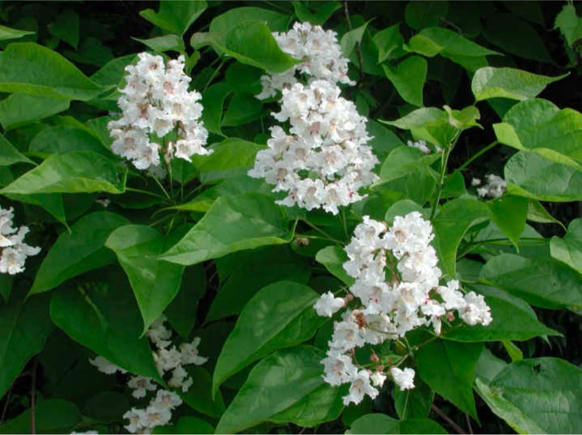Catalpa speciosa, 2 Year Old 1-2 ft Tall,Northern Catalpa, Cigar Tree, Indian Bean, Sent with Roots Wrapped, no Leaves.