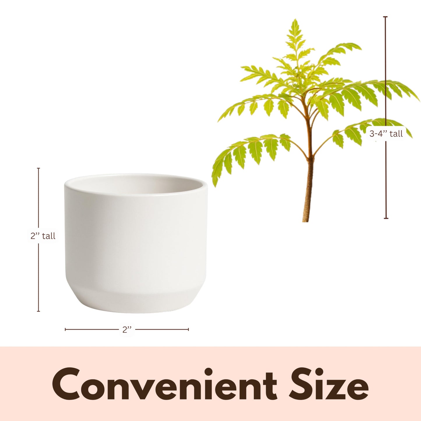MyShelfie Jacaranda Tree Bonsai Starter Kit for Beginners - Gifts for Men Who Have Everything, Unique Gifts for Women, Small Bonsai Tree with Ceramic Pot, Easy to Grow and Maintain