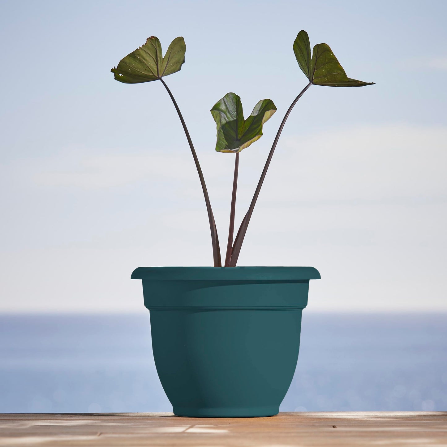 Bloem Ariana 12" Self-Watering Plastic Planter - Rolled Rim Indoor/Outdoor Garden Pot, Charleston Green, 2-Pack