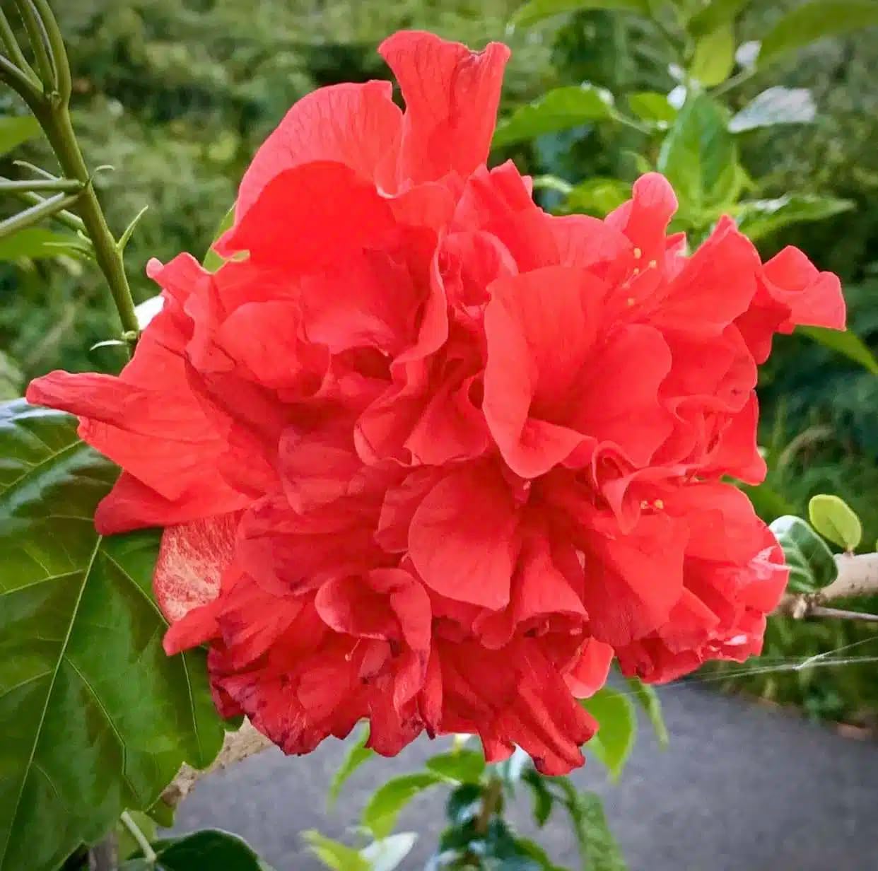 Live Plant - Hibiscus Japanese Carnation