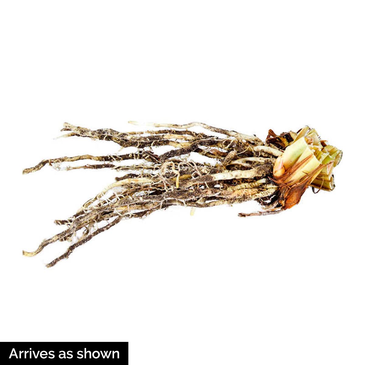 Sugar Rush Siberian Iris Dormant Bare Root Perennial Roots (3-Pack)